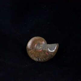 Ammonite Fossil