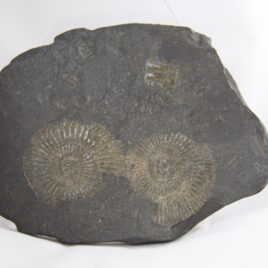 Ammonite Fossil