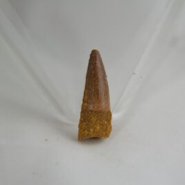 Dinosaur Tooth