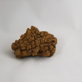 Reptile Coprolite