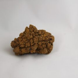 Reptile Coprolite